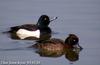 댕기흰죽지 Aythya fuligula (Tufted Duck)