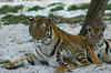 Siberian Tiger (baby male & mom)
