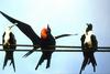 Magnificent Frigatebird (Fregata magnificens)