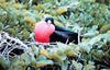 Great Frigatebird (Fregata minor)