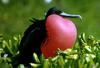 Magnificent Frigatebird (Fregata magnificens)