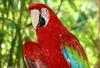 Parrot (Ara-Macao male) - green-winged macaw - Ara chloropterus