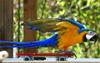 Parrot (female Ara) - blue-and-gold macaw (Ara ararauna)