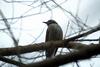 직박구리 Ixos amaurotis (Brown-eared Bulbul)