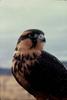 Aplomado Falcon (Falco femoralis)