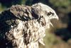 Gyrfalcon (Falco rusticolus)