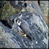 Arctic Peregrine Falcon (Falco peregrinus tundrius)