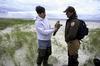 American Peregrine Falcon (Falco peregrinus anatum)