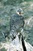 Peregrine Falcon (Falco peregrinus)