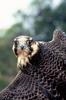 Peregrine Falcon (Falco peregrinus)