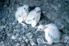 Peregrine Falcon chicks (Falco peregrinus)