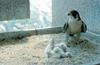 Peregrine Falcon & chicks (Falco peregrinus)