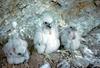 Peregrine Falcon chicks (Falco peregrinus)