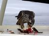 Peregrine Falcon (Falco peregrinus)