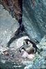 Peregrine Falcon & chicks (Falco peregrinus)