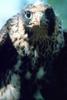 Young Peregrine Falcon (Falco peregrinus)