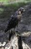 Peregrine Falcon juvenile (Falco peregrinus)