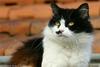 Cat (cross-breed Persan)