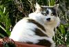 Cat (cross-breed Persan)