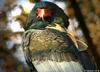 Eagle (called 'Bateleur' in French)