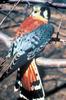 American Kestrel (Falco sparverius)