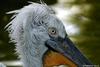 Pelican (2 years' old)