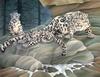 Consigliere Scan: Vanishing Species, The Wildlife Art of Laura Regan - 011 Snow Leopard