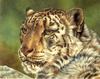Consigliere Scan: Vanishing Species, The Wildlife Art of Laura Regan - 012 Snow Leopard