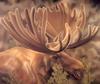 Consigliere Scan: Vanishing Species, The Wildlife Art of Laura Regan - 022 Moose