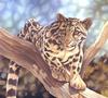 Consigliere Scan: Vanishing Species, The Wildlife Art of Laura Regan - 025 Ocelot