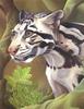 Consigliere Scan: Vanishing Species, The Wildlife Art of Laura Regan - 039 Clouded Leopard