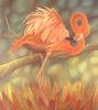 Consigliere Scan: Vanishing Species, The Wildlife Art of Laura Regan - 043 American Flamingo
