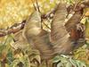 Consigliere Scan: Vanishing Species (Wallpaper) 008 Brazilian Three-Toed Tree Sloth