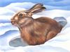 Consigliere Scan: Vanishing Species (Wallpaper) 020 Snowshoe Hare