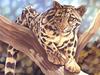 Consigliere Scan: Vanishing Species (Wallpaper) 022 Ocelot