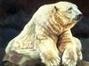 Consigliere Scan: Vanishing Species (Wallpaper) 025 Polar Bear