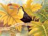 Consigliere Scan: Vanishing Species (Wallpaper) 028 Keel-Billed Toucan