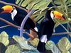 Consigliere Scan: Vanishing Species (Wallpaper) 029 Toco Toucan