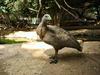 What is this bird -- Cape Barren Goose ((Cereopsis novaehollandiae)