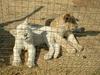 Lions