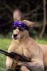 Animal soldier2