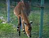 Antelope (called a 'Nilgaut' in French). -- nilgai or blue bull (Boselaphus tragocamelus)