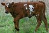 Calf