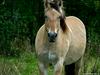 Horse (called a 'Fjord')