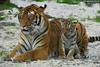 Siberian Tiger (baby male & mom)