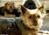 Dog (Yorkshire-Terrier)