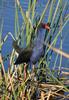 Purple Swamphen