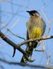 Red Wattlebird