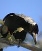Australian Magpie