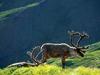 Screen Themes - Alaskan Wilderness - Caribou